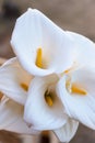 White calla flowers in the greenhouse Royalty Free Stock Photo