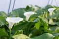 White calla flowers in the greenhouse Royalty Free Stock Photo