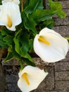 White calla flowers in a Spring garden Royalty Free Stock Photo
