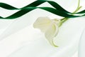 White calla and green ribbon