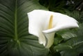 White calla and large leaf Royalty Free Stock Photo