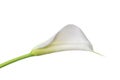 White calla lilie