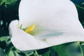 White Calla lilie Royalty Free Stock Photo