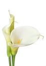 White Calla Lilies Royalty Free Stock Photo