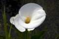 White Calla Lilies Royalty Free Stock Photo