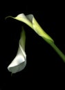 White Calla Lilies on Black Royalty Free Stock Photo
