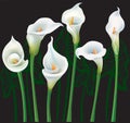 White Calla lilies Royalty Free Stock Photo