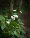 White Calla Lilies blooming in the forest