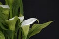 White calla lilies flowers on black background Royalty Free Stock Photo