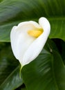 White Calla lilies with leaf Royalty Free Stock Photo