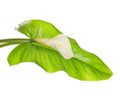 White Calla lilies with leaf Royalty Free Stock Photo