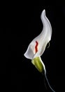White calla lilies , over black background Royalty Free Stock Photo