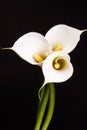 White Calla lilies over black background. Royalty Free Stock Photo