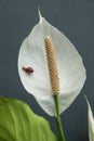 White calla lilies, over black background, in soft focus. A small snail crawls on a white calla lily flower Royalty Free Stock Photo