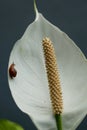 White calla lilies, over black background, in soft focus. A small snail crawls on a white calla lily flower Royalty Free Stock Photo