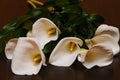 White calla lilies, over black background, in soft focus Royalty Free Stock Photo