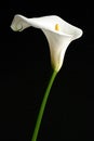 White calla lilly Royalty Free Stock Photo