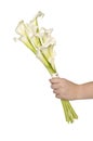 White Calla Lilly Bridal Bouquet Royalty Free Stock Photo