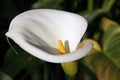 Zantedeschia aethiopica - White Calla Lily flower. Royalty Free Stock Photo