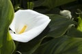 White calla lilly flower in dark green leaves