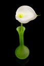 White Calla lilly flower in green vase Royalty Free Stock Photo
