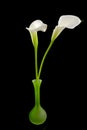 White Calla lilly flower in green vase
