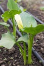 White calla lilly flower in the greenhouse Royalty Free Stock Photo