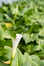 White calla lilly flower in the greenhouse Royalty Free Stock Photo