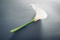 White calla lilly flower on grey background. Elegant natural beauty Royalty Free Stock Photo
