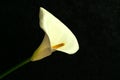 White Calla Lilly flower isolated on a black background. Royalty Free Stock Photo