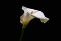 White Calla Lilly flower isolated on black background. Copy space Royalty Free Stock Photo