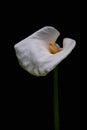 White Calla Lilly flower isolated on black background. Copy space Royalty Free Stock Photo