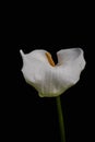 White Calla Lilly flower isolated on black background. Copy space Royalty Free Stock Photo