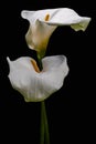 White Calla Lilly flower isolated on black background. Copy space Royalty Free Stock Photo