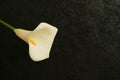 White Calla Lilly flower isolated on black background. Copy space. Royalty Free Stock Photo