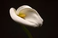 White Calla Lilly flower Isolated on a black background Royalty Free Stock Photo