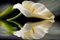 White Calla Lilly flower Isolated on a black background reflectionin water. Generative AI, Generative, AI Royalty Free Stock Photo