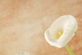 White calla Lilly flower over soft orange background with copy space Royalty Free Stock Photo