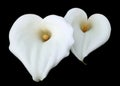 White Calla Lily flowers Royalty Free Stock Photo