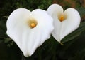 White Calla Lily flowers Royalty Free Stock Photo