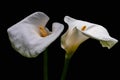 White Calla Lilly flowers isolated on black background. Copy space Royalty Free Stock Photo