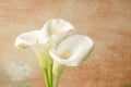 White calla Lilly flowers over soft orange background with copy space Royalty Free Stock Photo