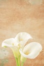 White calla Lilly flowers over soft orange background with copy space Royalty Free Stock Photo