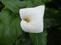 White calla lilly in green leaves Royalty Free Stock Photo