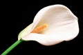 White Calla lilly over black background Royalty Free Stock Photo