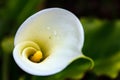 White calla lilly with water droplets on the flower Royalty Free Stock Photo