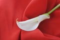 White calla lily