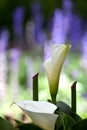 White calla lily