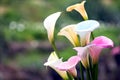 White calla lily