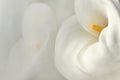 White calla lily